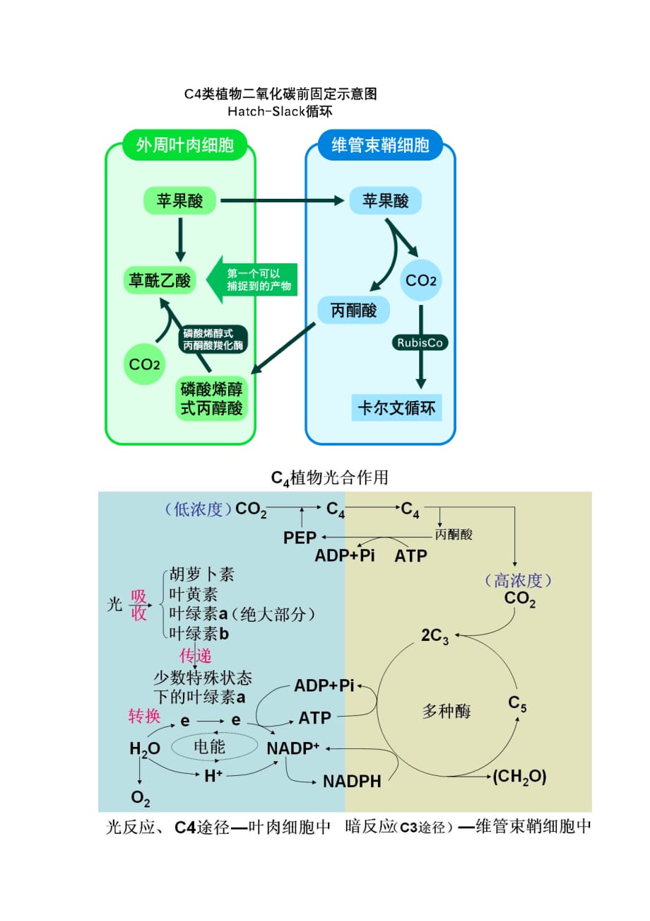 光合作用—c3c4cam区别