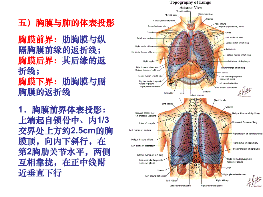 肺胸膜与纵膈