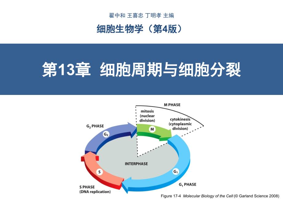 细胞生物学第13章细胞周期与细胞分裂翟中和第四版ppt课件