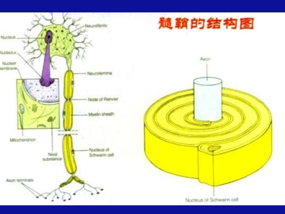 中枢神经系统脱髓鞘疾病医大课件