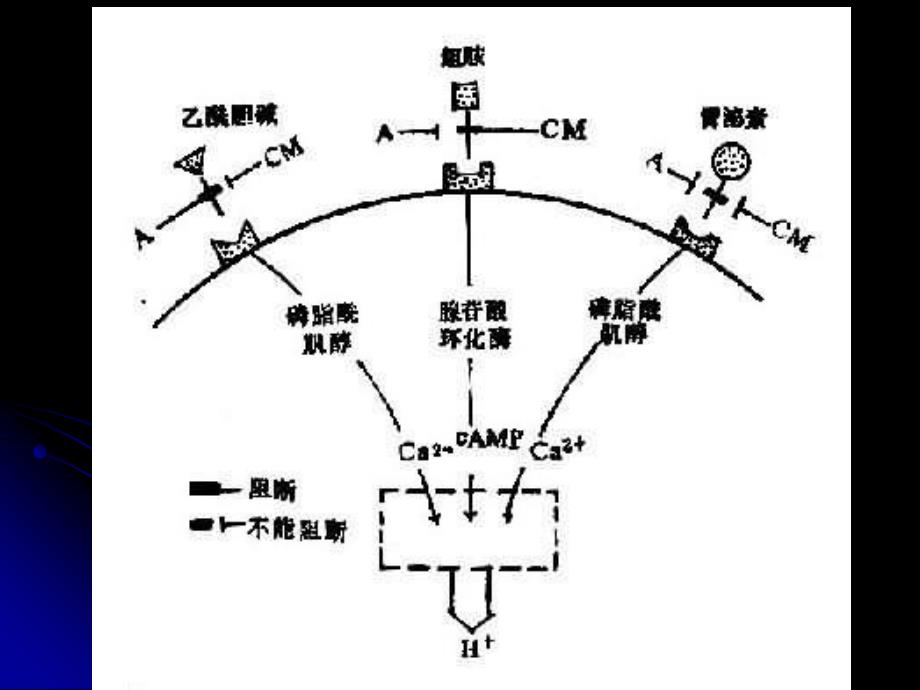 m胆碱受体阻断药剖解