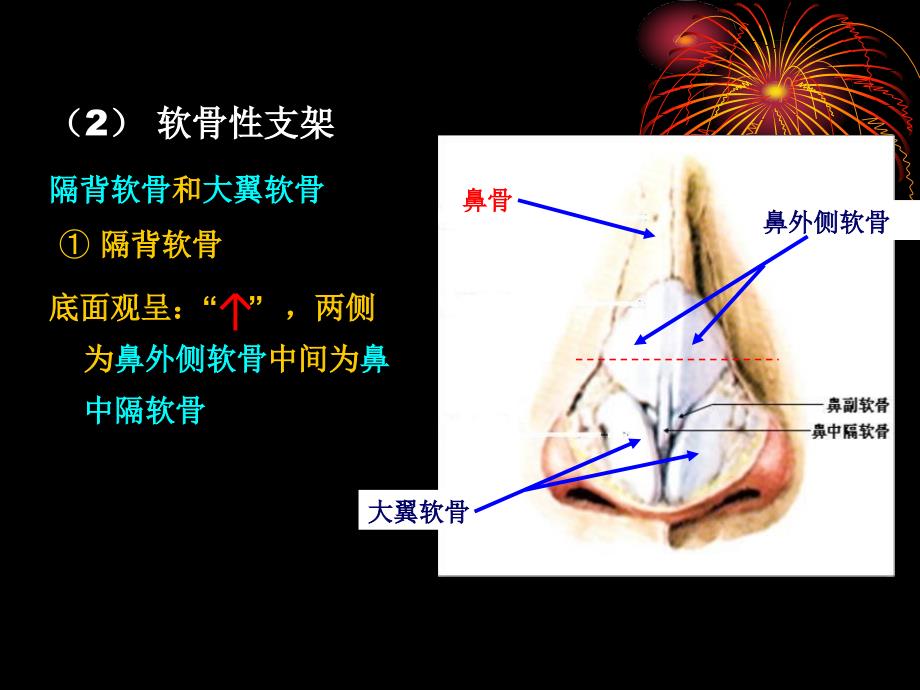 鼻部解剖及生理课件