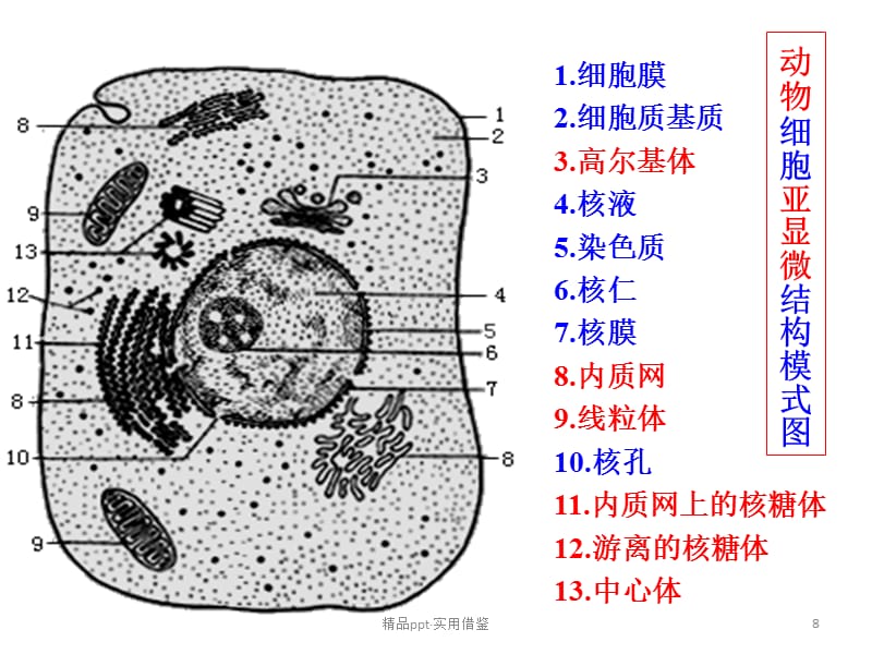 2018细胞器一轮复习上课用整理