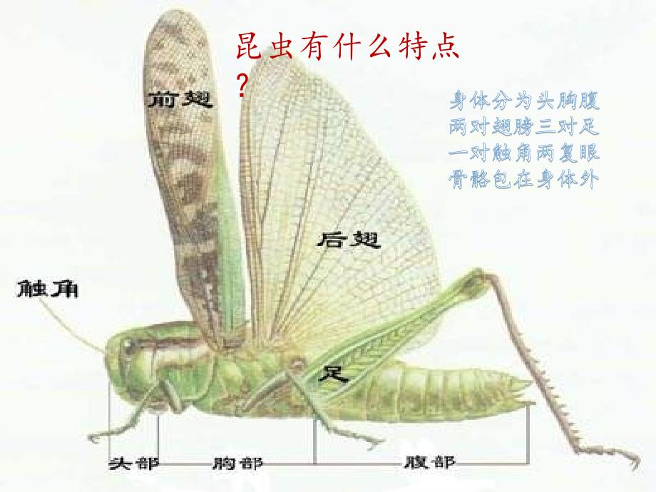 六年级科学下册教学课件12放大镜下的昆虫世界6教科版共14张ppt