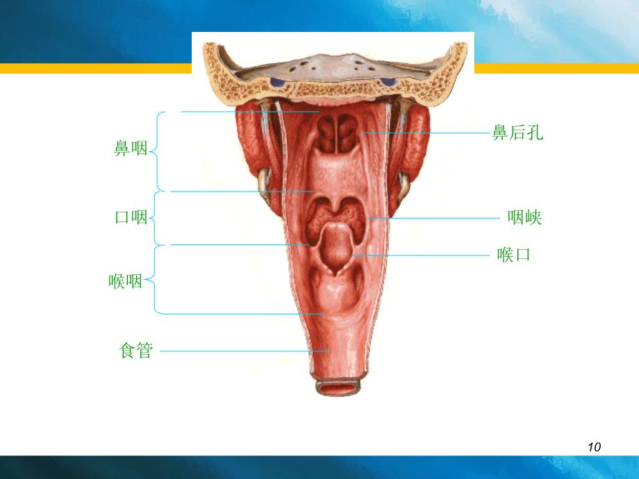 口咽横断解剖图片