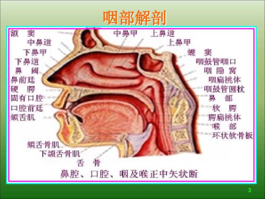 胃管在鼻腔的解剖图图片