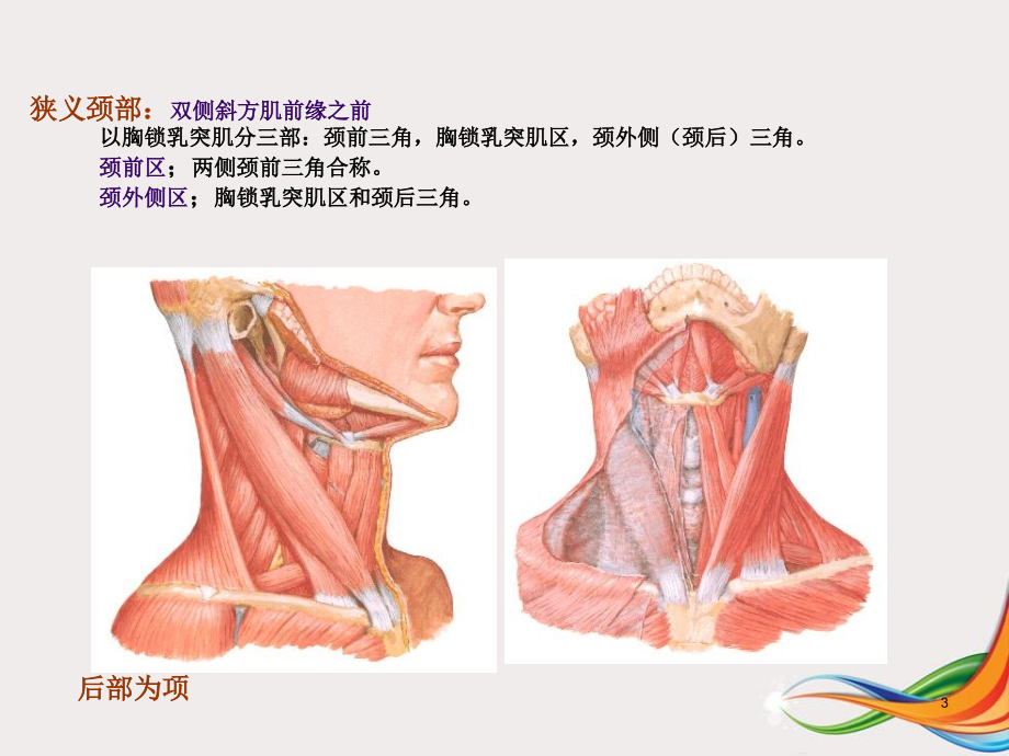 解剖颈和外科颈区别图片