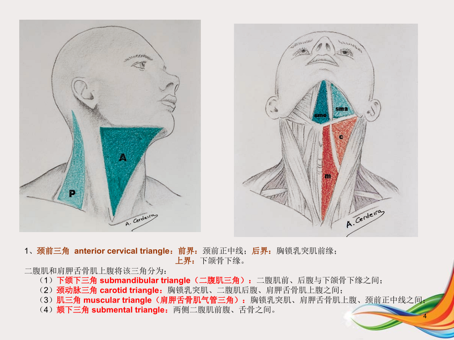 优质医学颈部解剖