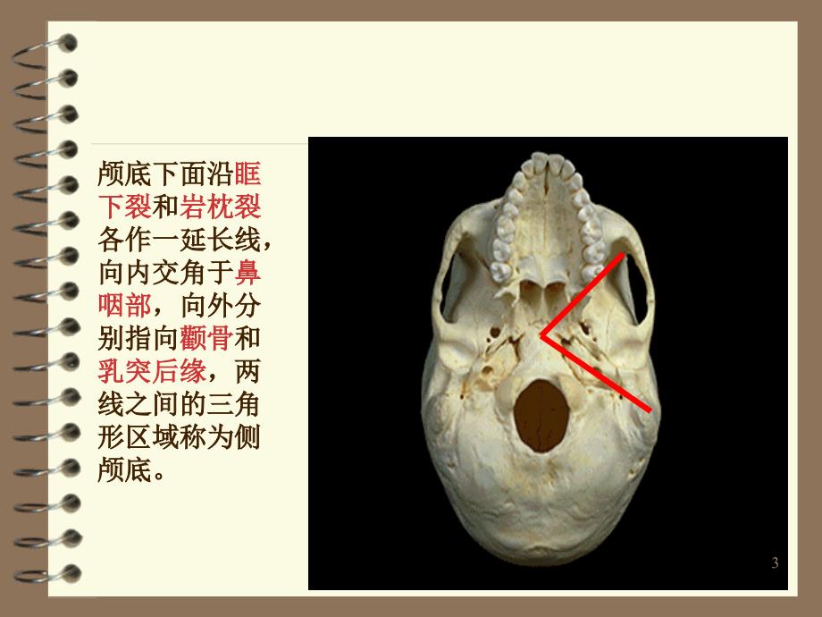 侧颅底分区图片