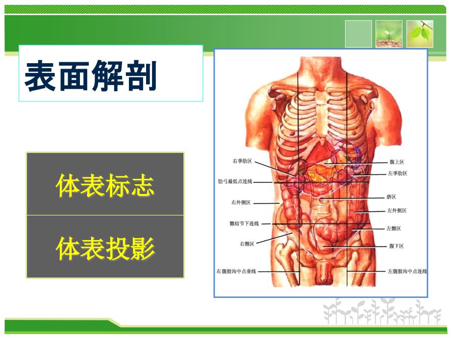 腹部的局部解剖ppt课件123