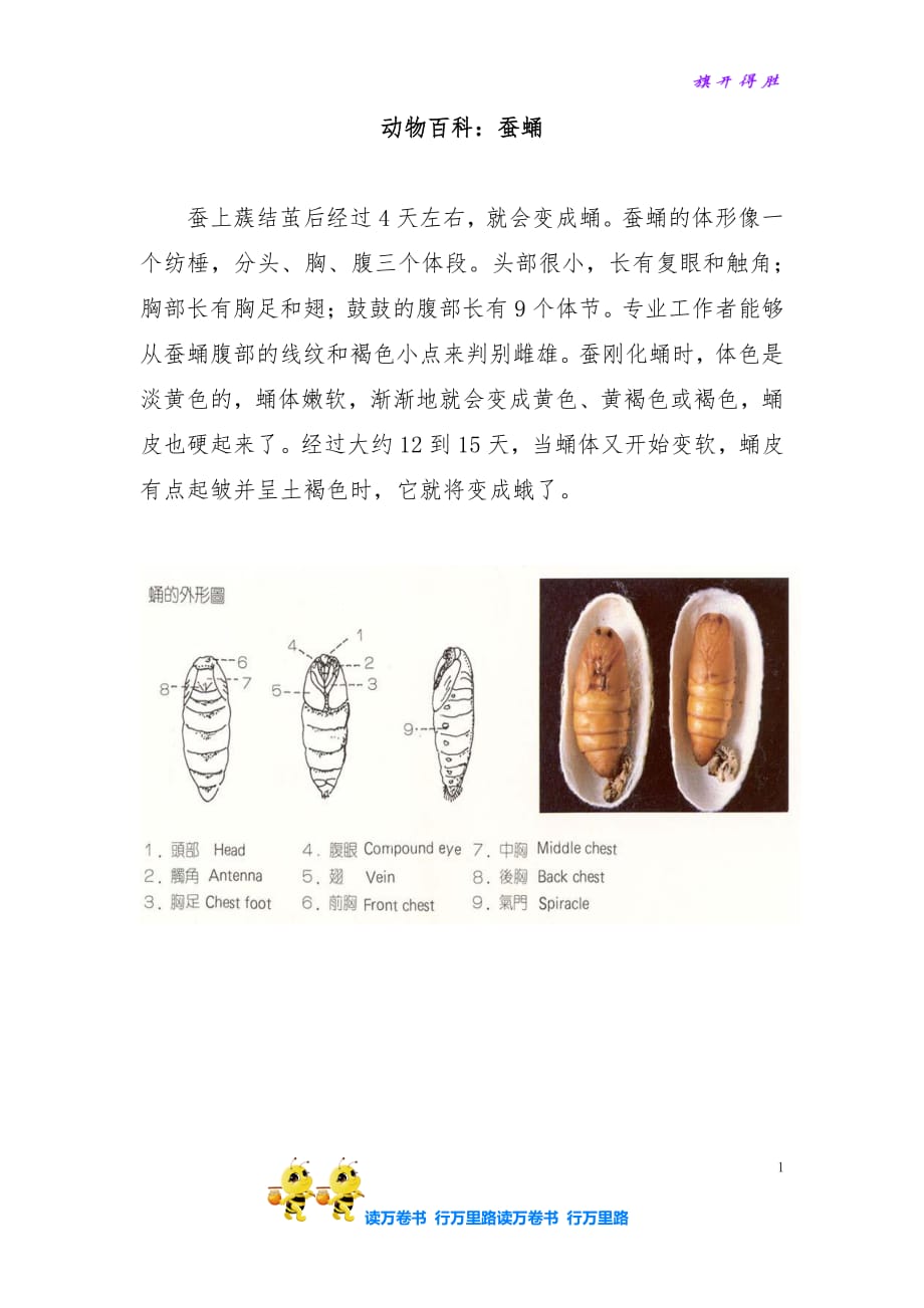 蚕蛹结构图图片