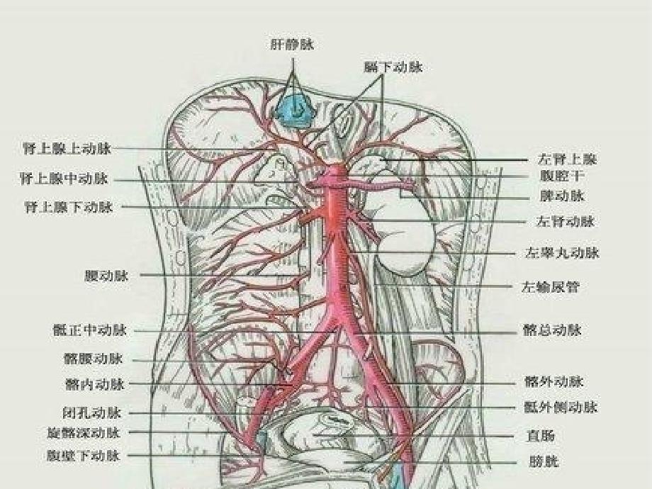 正常的腹主动脉图图片