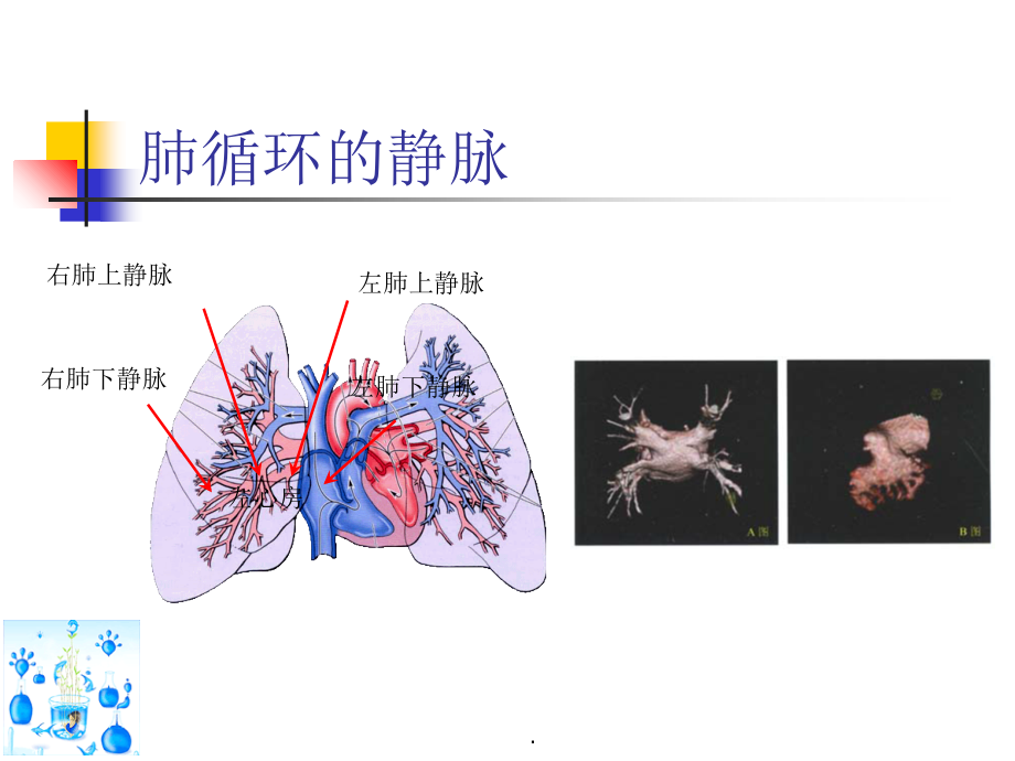 肺静脉分支图片