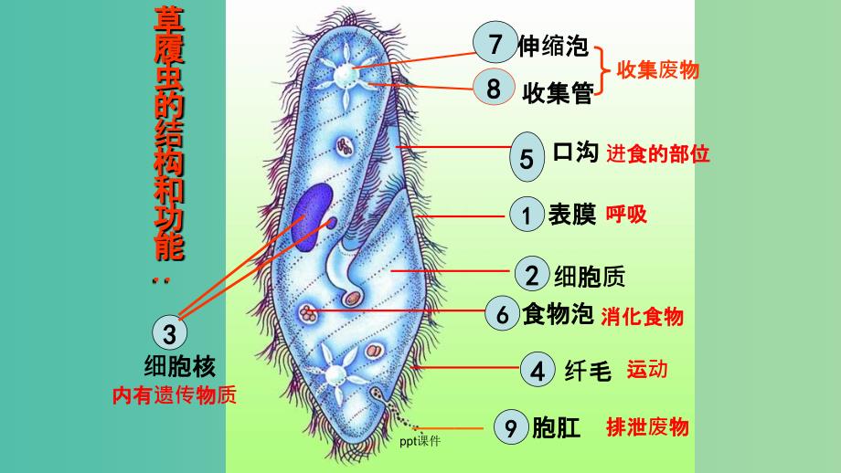 胞肛图片