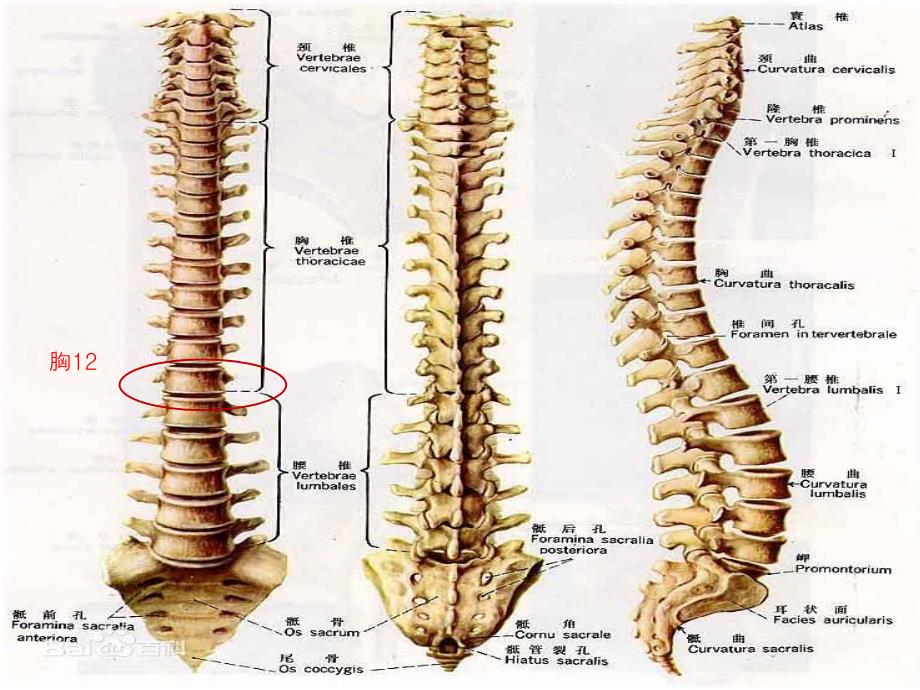 胸12椎体的位置图图片