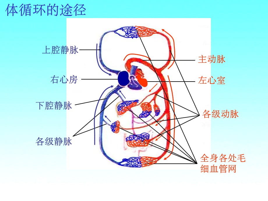 七年級生物下冊第三單元第三章第三節物質運輸的途徑血液循環的方式