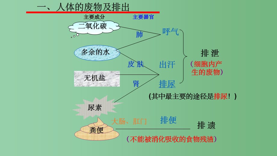 人体内废物的排出导图图片