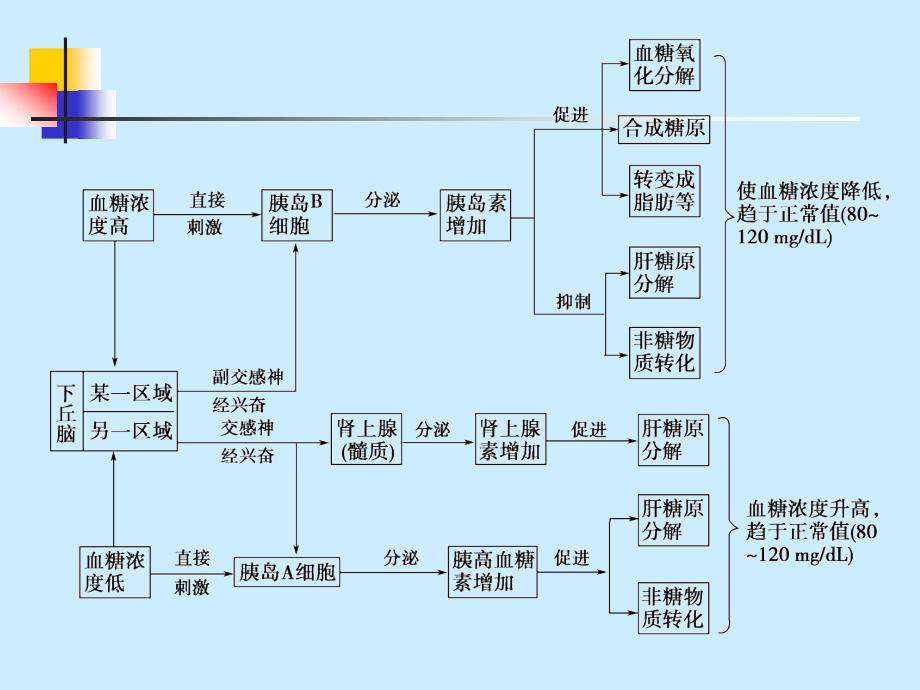 高中血糖调节过程图解图片