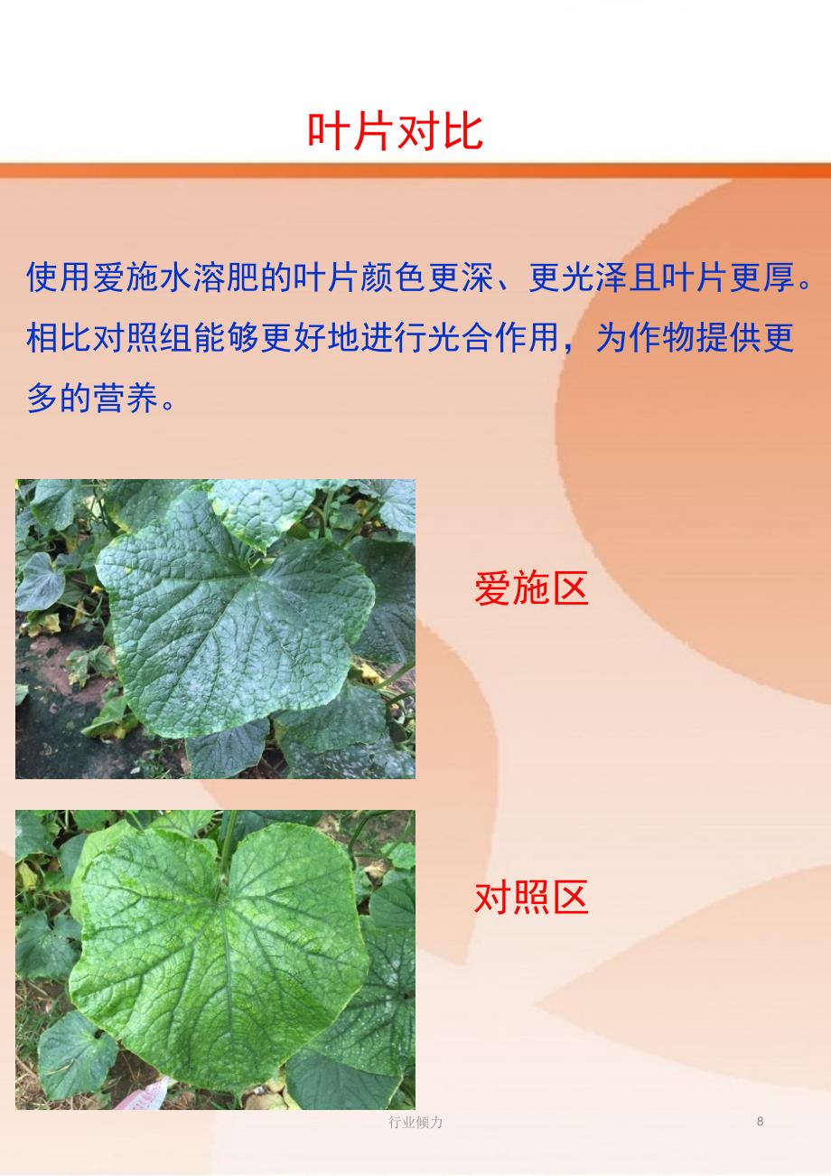 雅苒愛施水溶肥黃瓜衝施試驗(研究知識)_第8頁