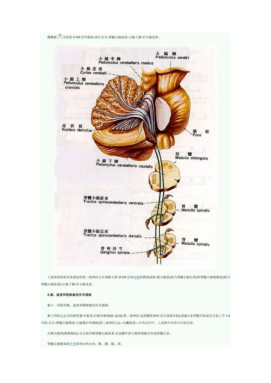 各種傳導通路匯11頁