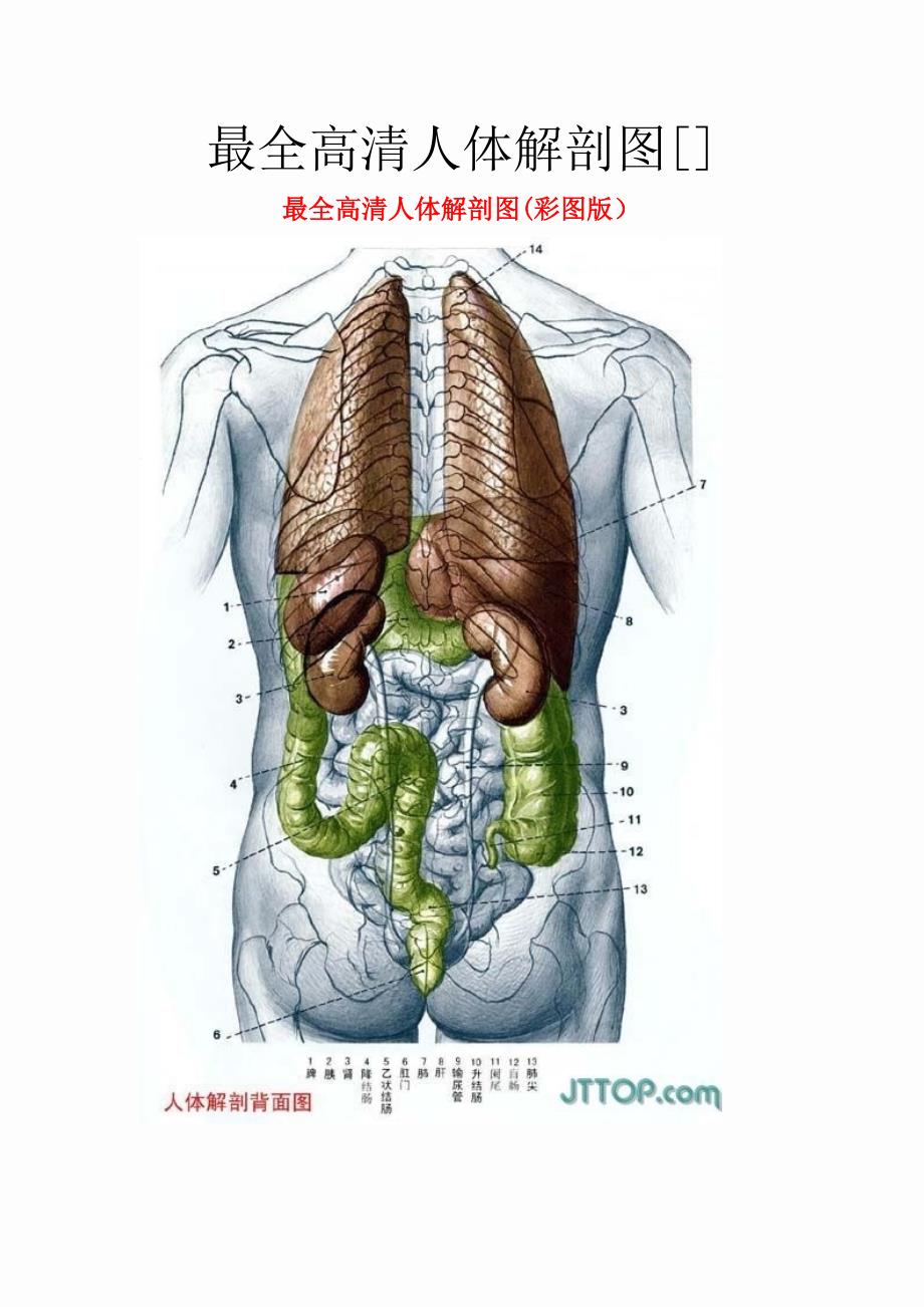 高清人体解剖图