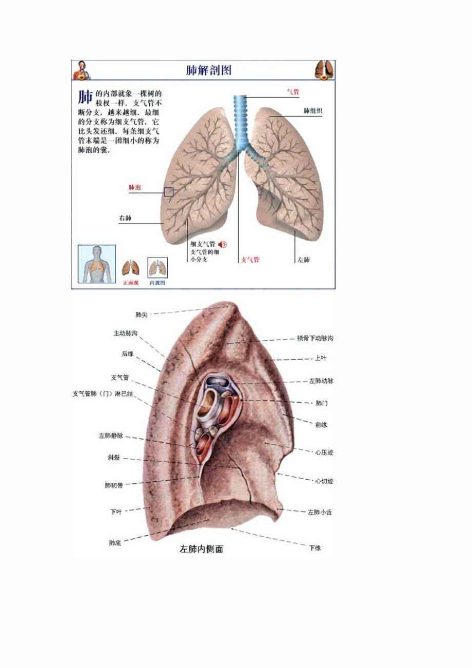 肺门解剖位置图片