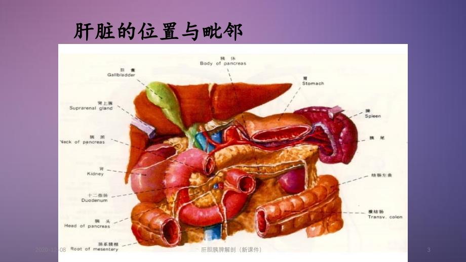 肝胆胰脾解剖精品收藏