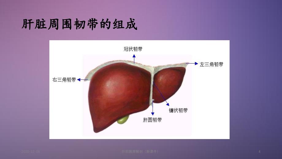 肝膽胰脾解剖精品收藏