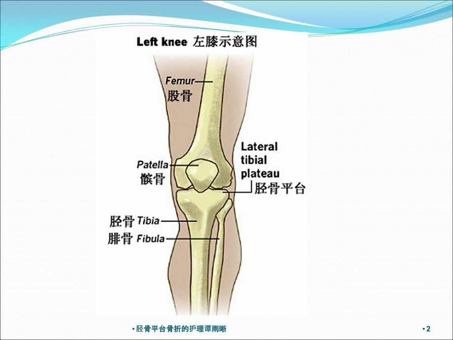 胫骨结构图图片