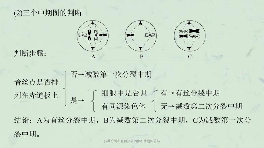 减数分裂和有丝分裂图像和曲线图总结课件_第2页