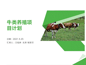 牛類養殖項目規劃PPT